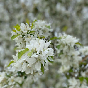 Meet your Posher, Ena